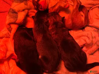 Gerberian Shepsky dogs Gerberian Shepsky Puppy 4 - Ad 17