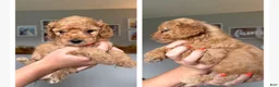 Mini Goldendoodle dogs for sale: Penelope - Ad 1