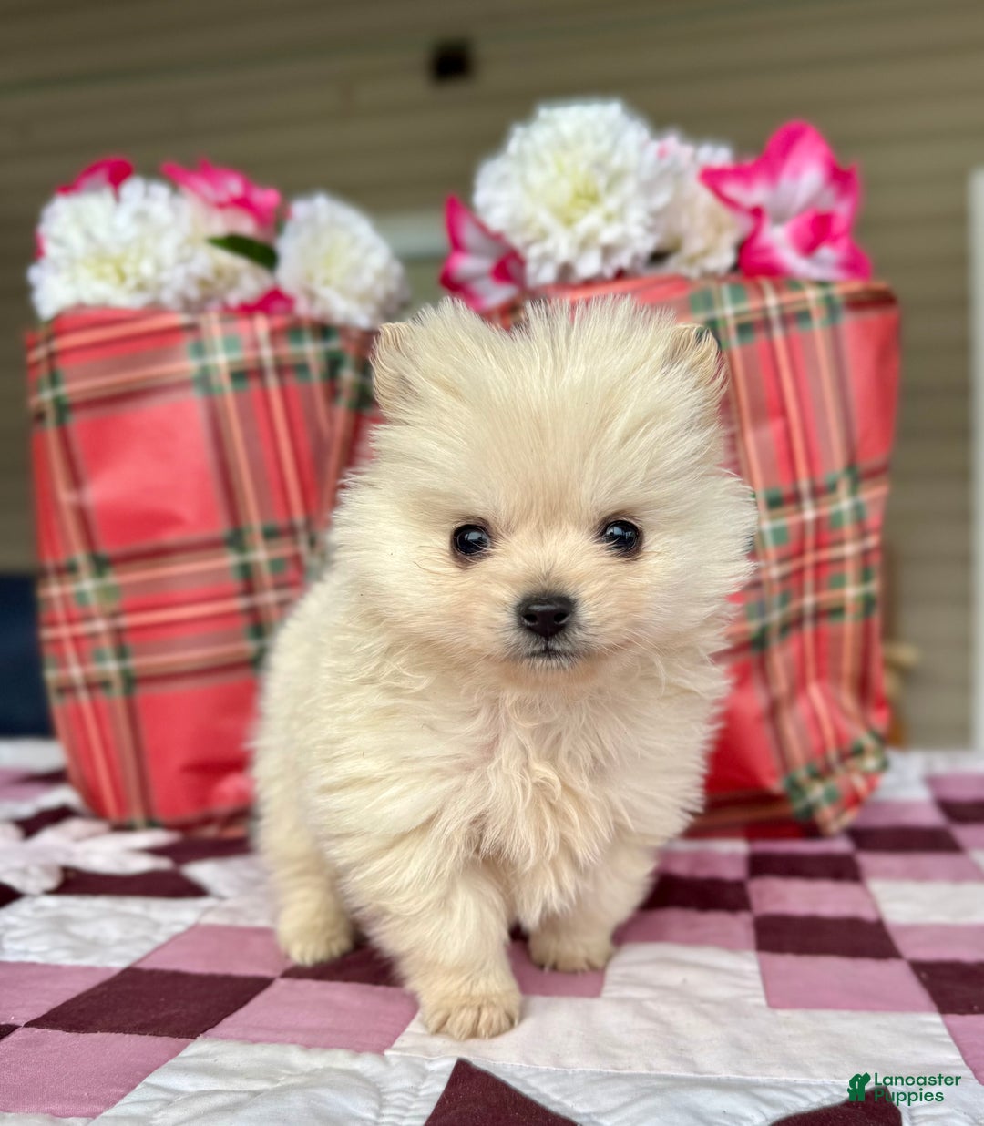 Pomeranian dogs for sale: Nicholas - Ad 5