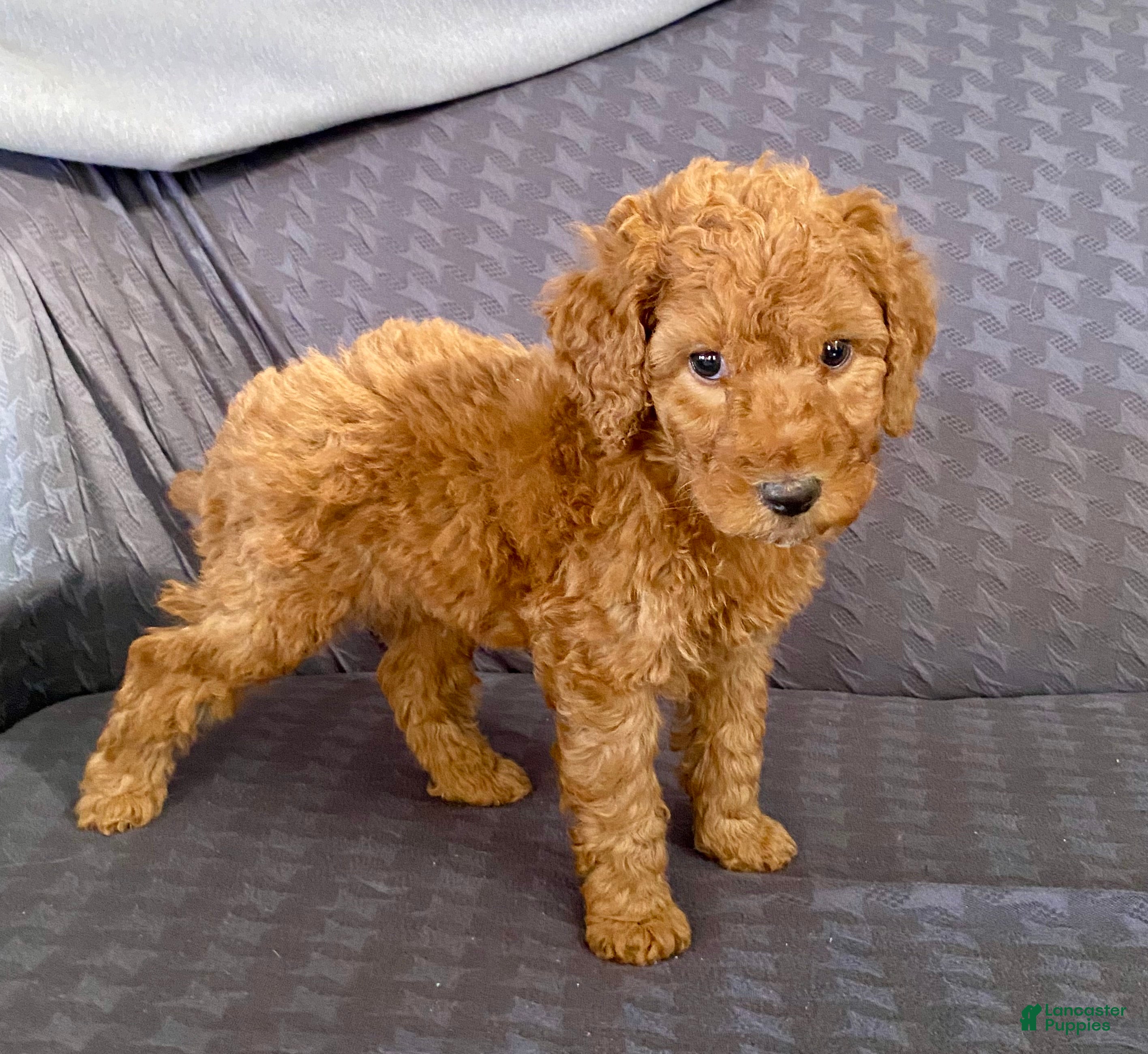 Standard Poodle dogs Buster - Ad 34