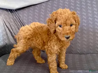 Standard Poodle dogs Buster - Ad 34