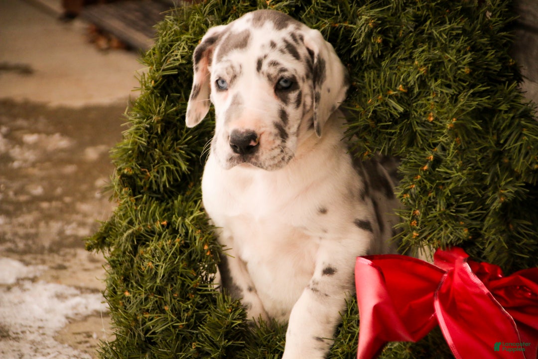 Great Dane dogs for sale: Emily - Ad 6