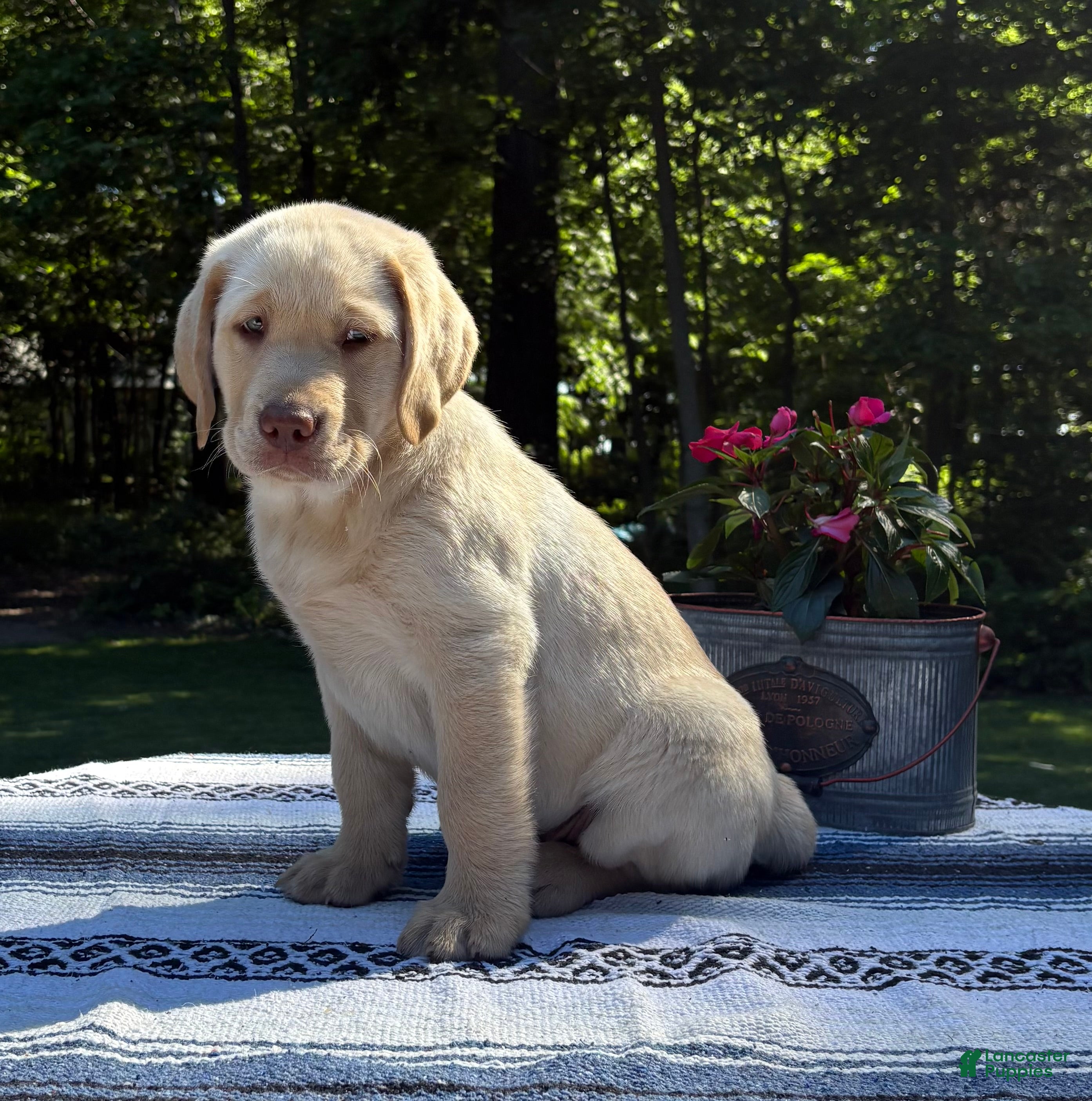 Labrador Retriever dogs Bear - Ad 1