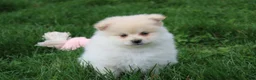 Pomeranian dogs for sale: Koda  - Ad 15
