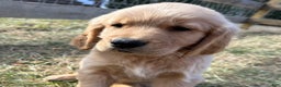 Golden Retriever dogs for sale: Annie - Ad 5