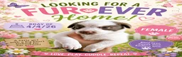 Mixed Breed dogs for sale: Thumper - Ad 1