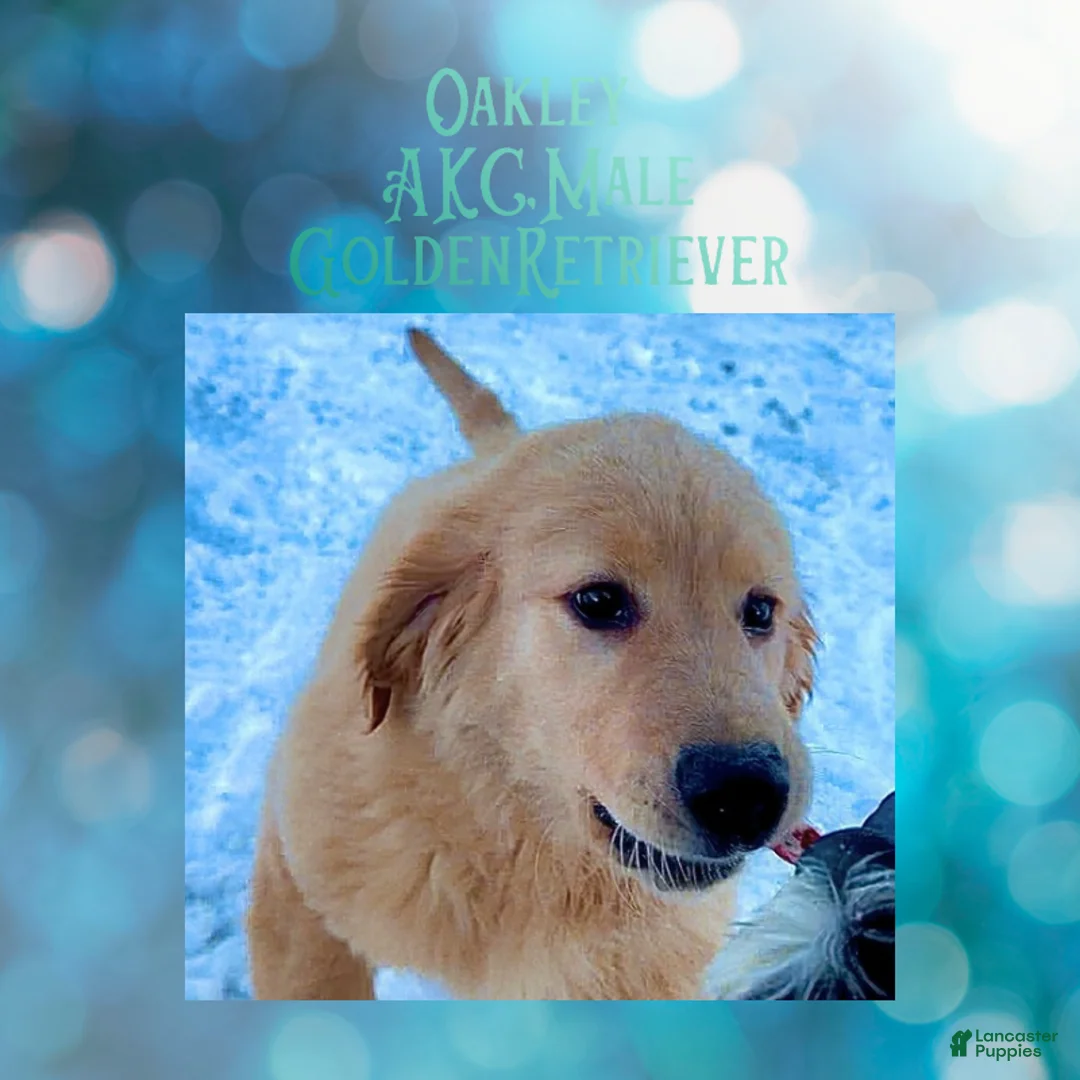 Golden Retriever dogs for sale: Oakley, Golden Retriever, Male - Ad 5