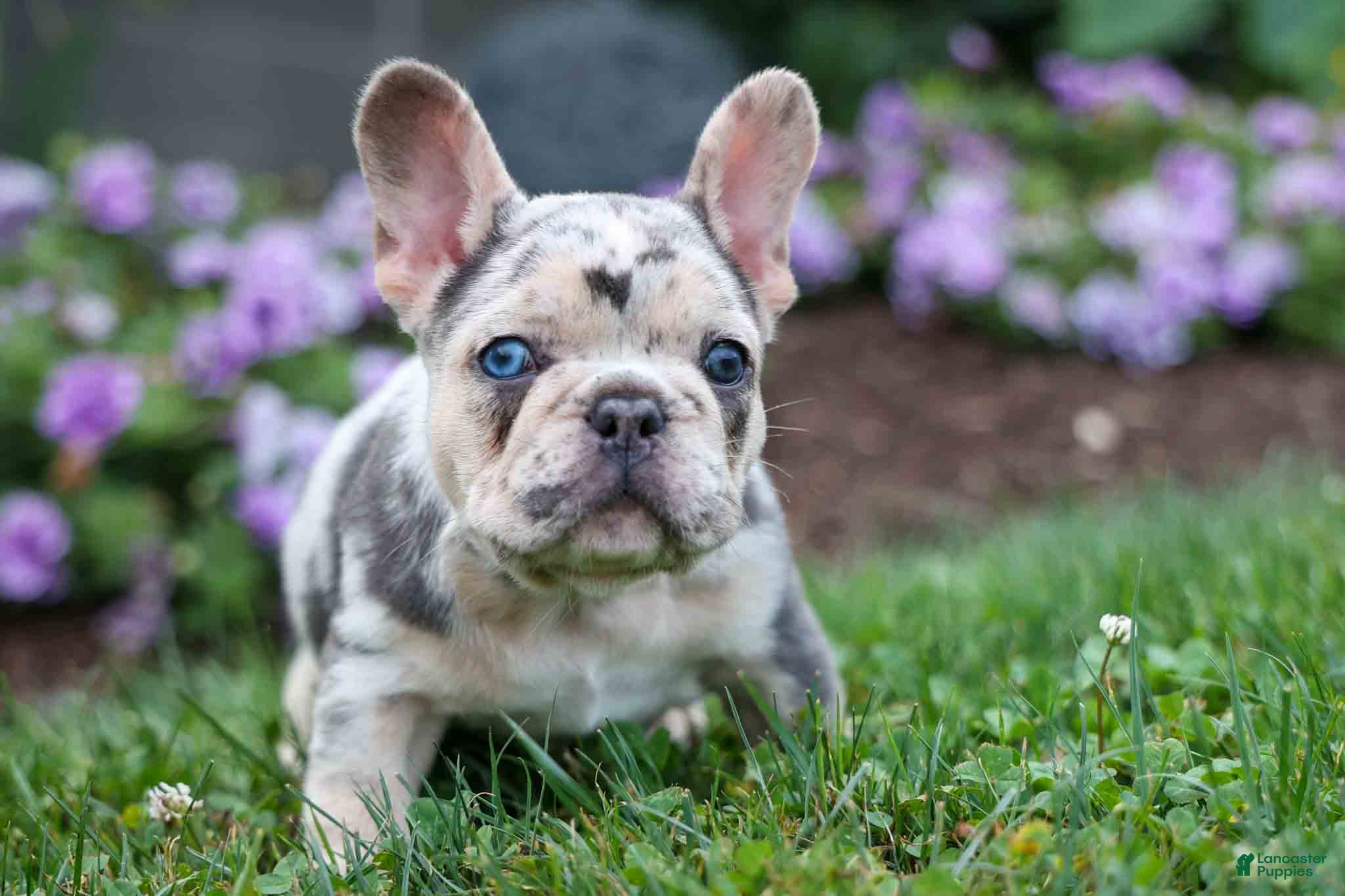 French Bulldog dogs Finn 🐾 - Ad 1