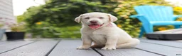 Labrador Retriever dogs for sale: Meadow - Ad 3