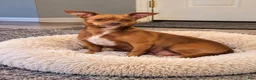 Chihuahua dogs for sale: Midnight-Chocolate  - Ad 18