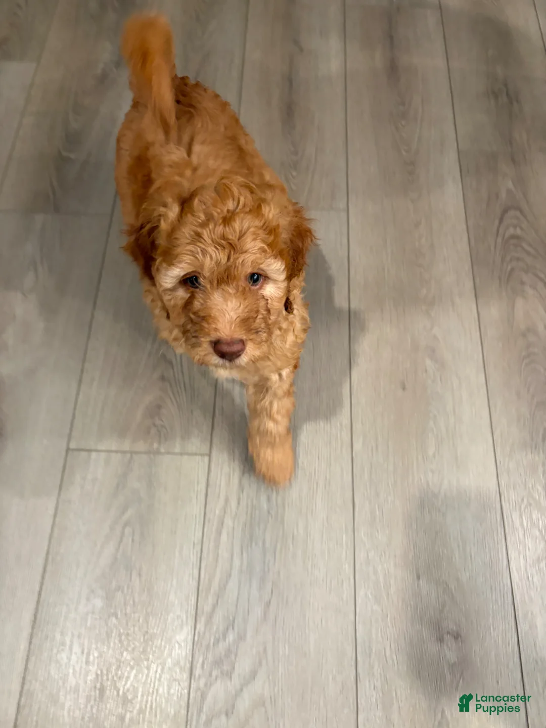 Goldendoodle dogs for sale: Goldendoodle Puppy 4 - Ad 6