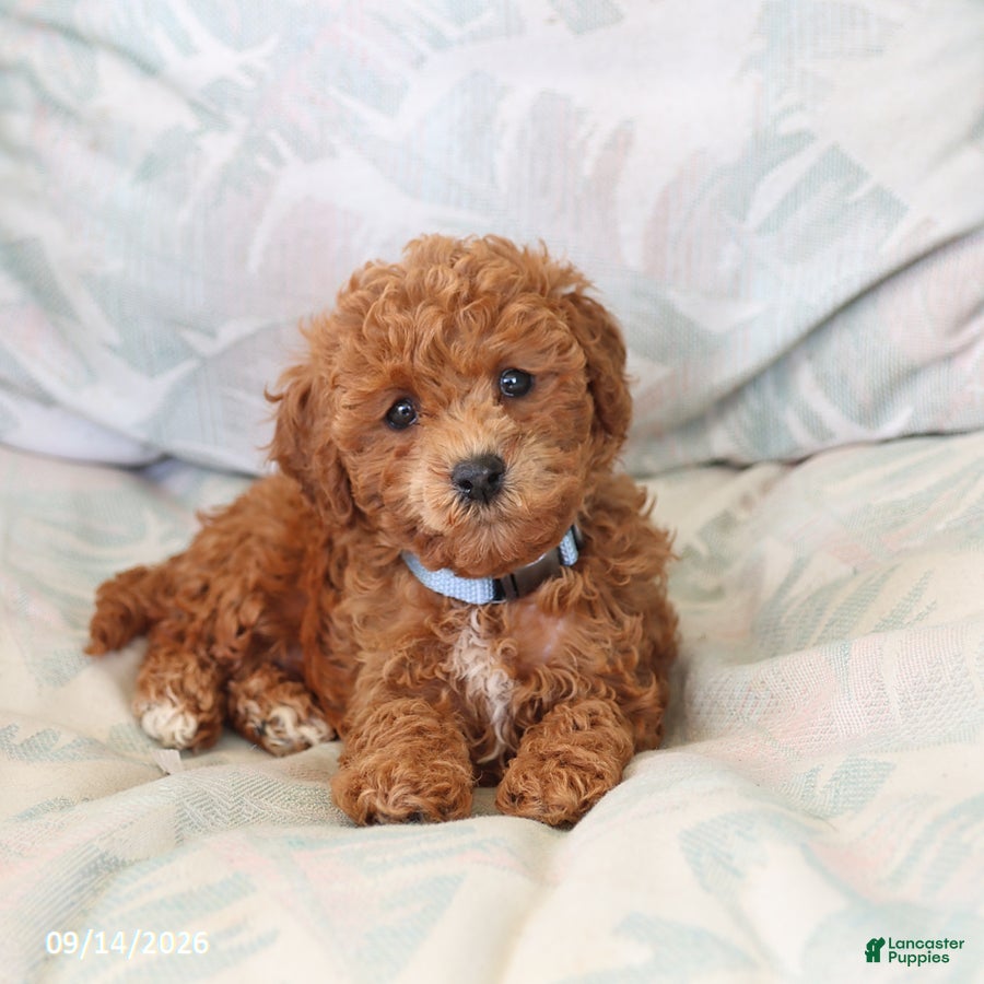 Toy Poodle dogs Raine - Ad 2