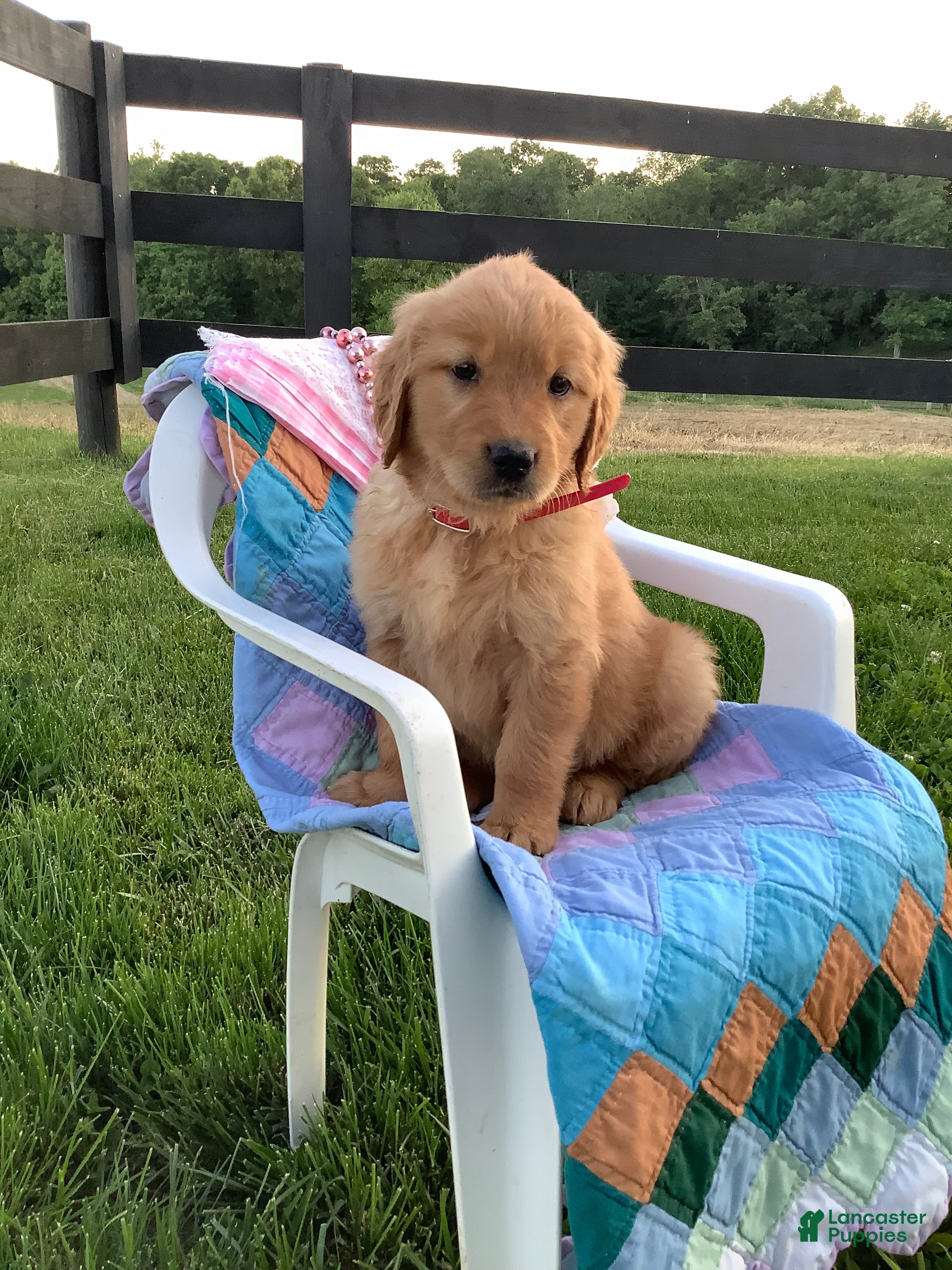 Golden Retriever dogs Golden Retriever Kallie  - Ad 2