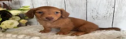 Miniature Dachshund dogs for sale: Lynn - Ad 5