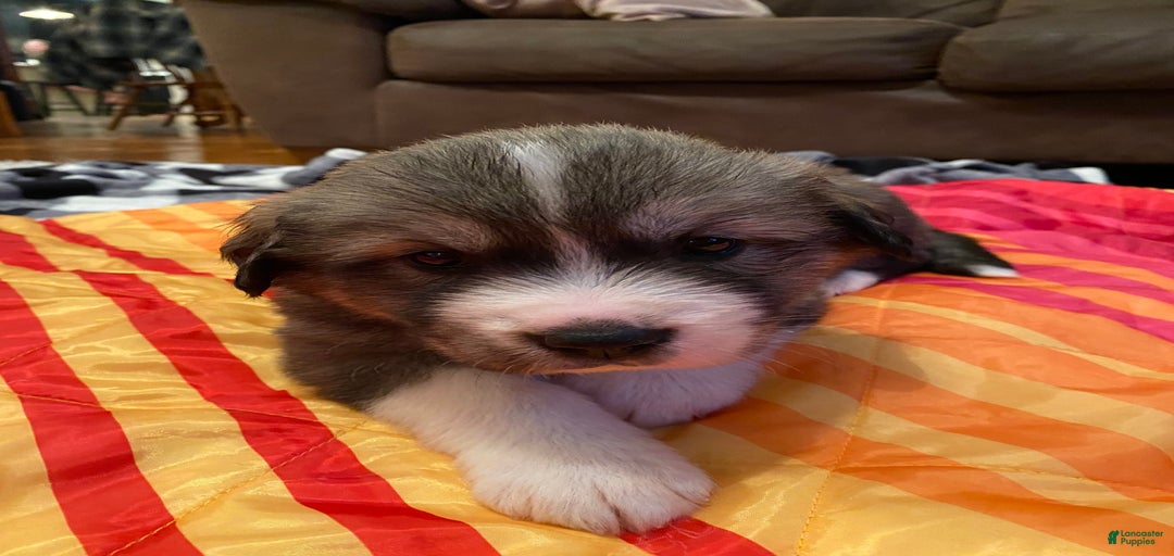 Gallery Image {{count}}