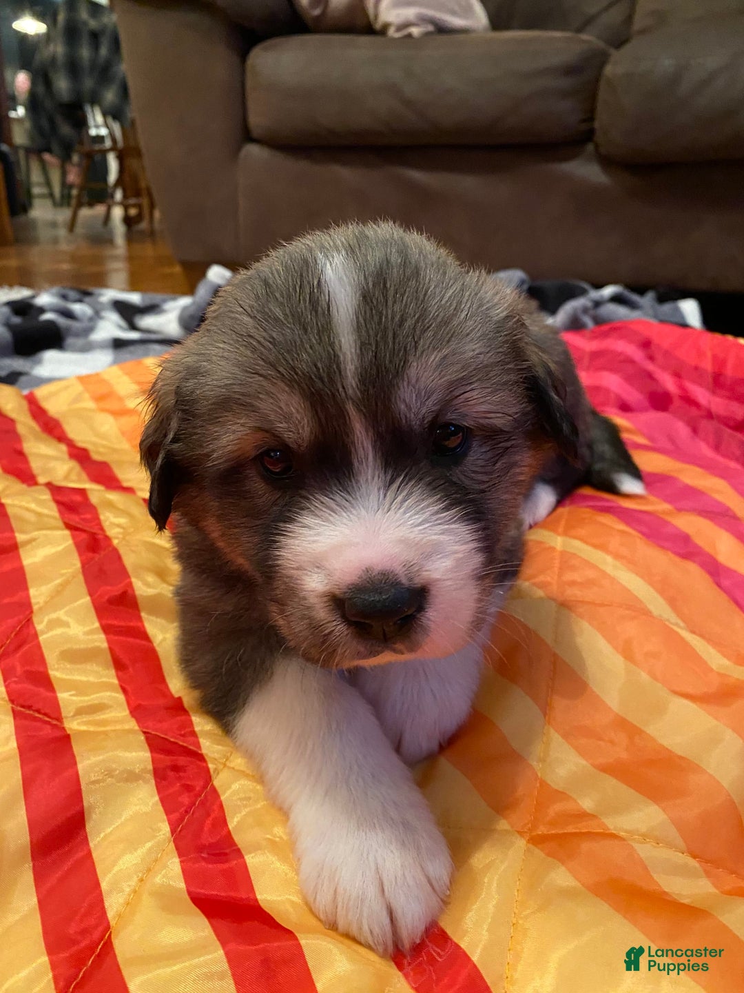 Gallery Image {{count}}