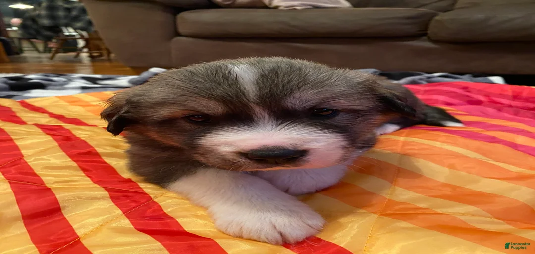 Gallery Image {{count}}