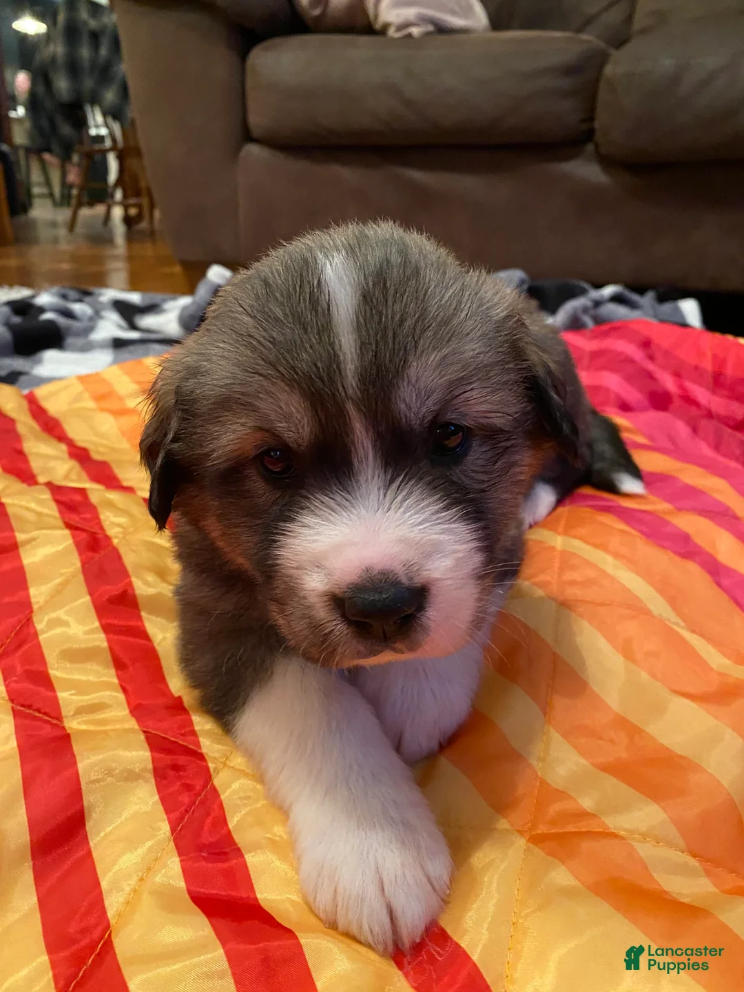 Gallery Image {{count}}