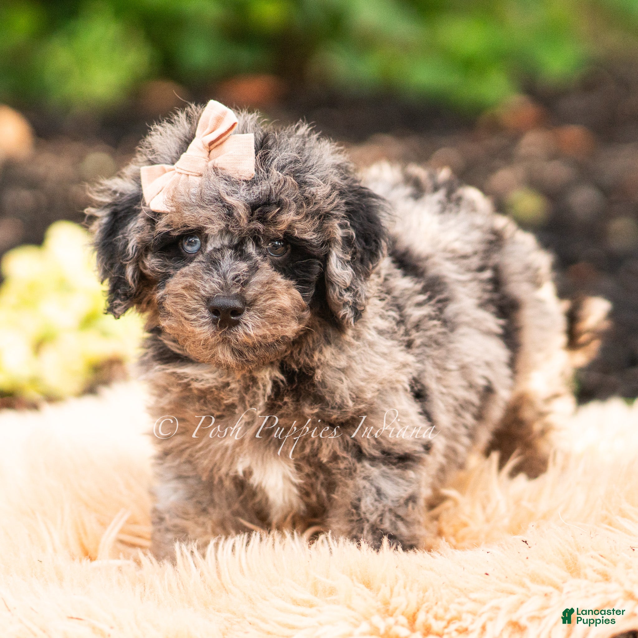 Maltipoo dogs Mossmallow - Ad 6