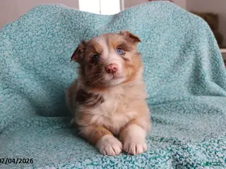 Australian Shepherd dogs for sale: Sugar - Ad 4