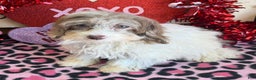Cockapoo dogs for sale: Millie - Ad 2