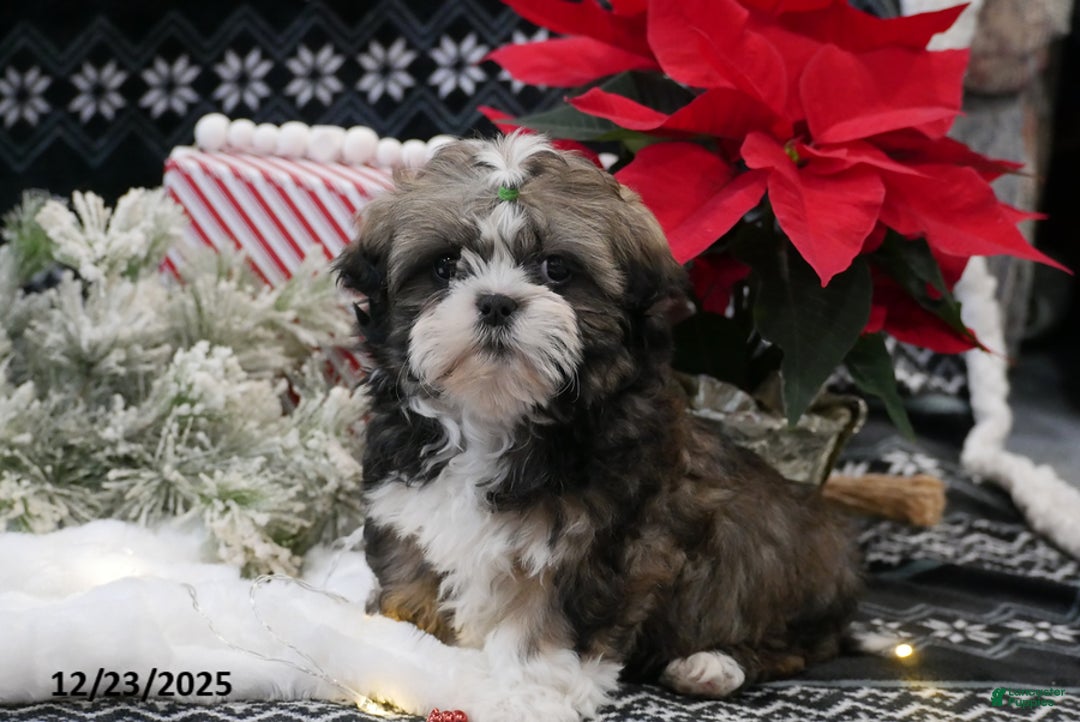 Shih Tzu dogs for sale: Clause - Ad 1