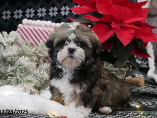 Shih Tzu dogs Clause - Ad 23