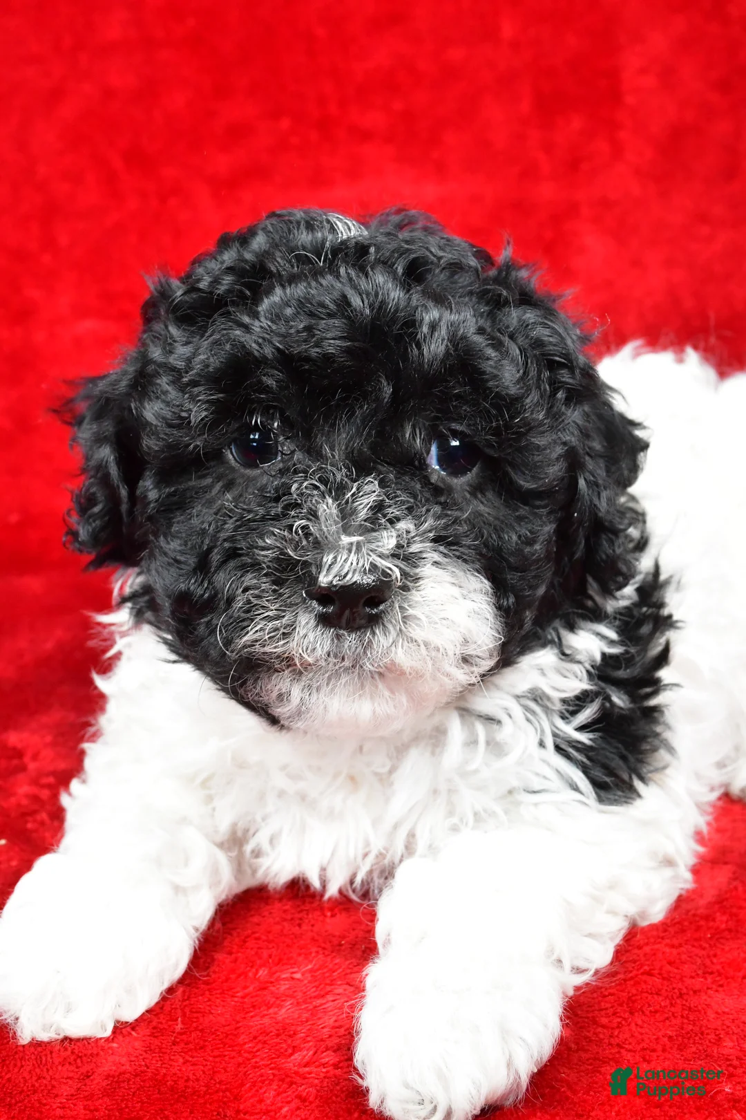 Yorkiepoo dogs for sale: Rilan - Ad 7