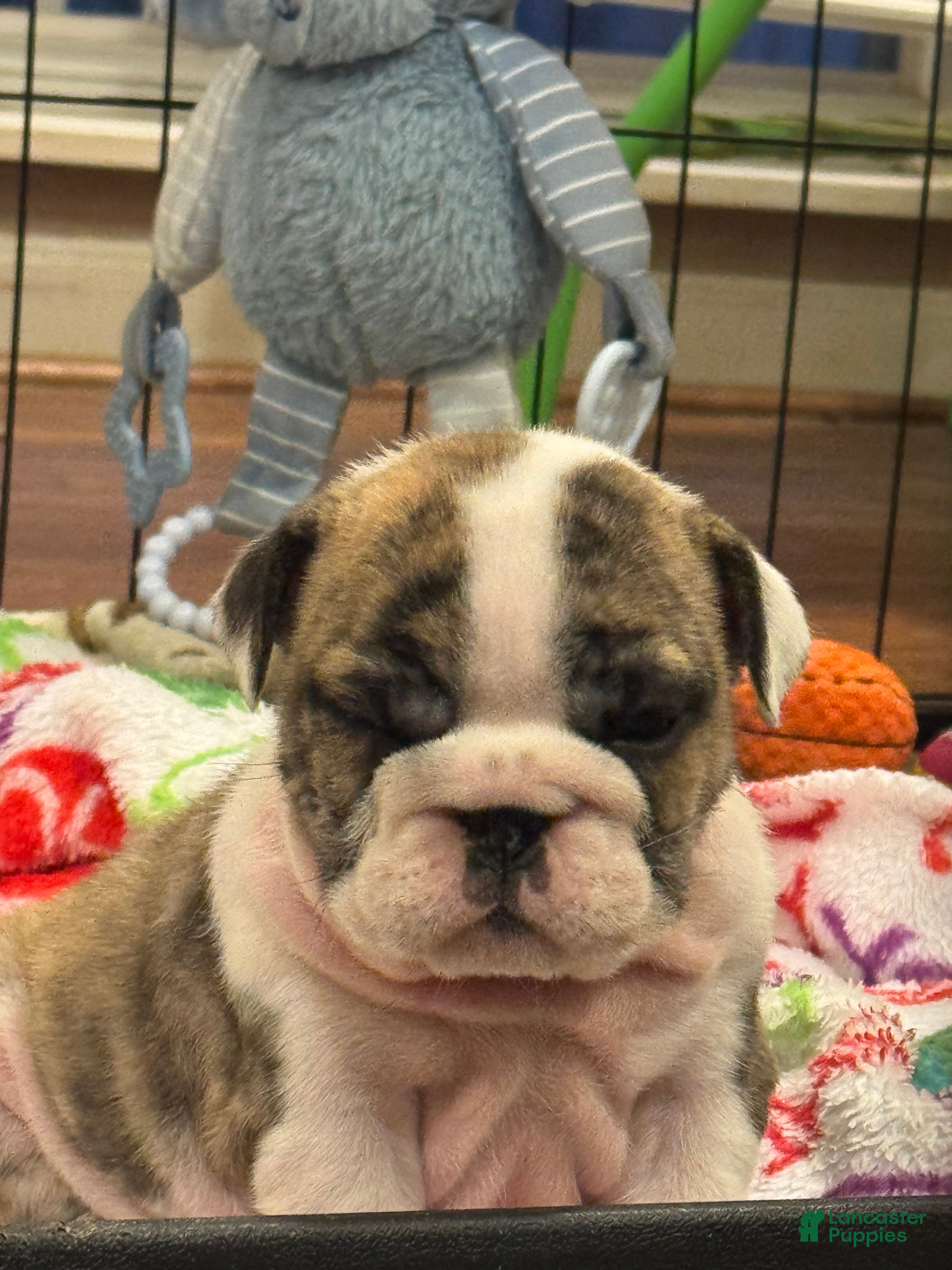 English Bulldog dogs English Bulldog 4 - Ad 1