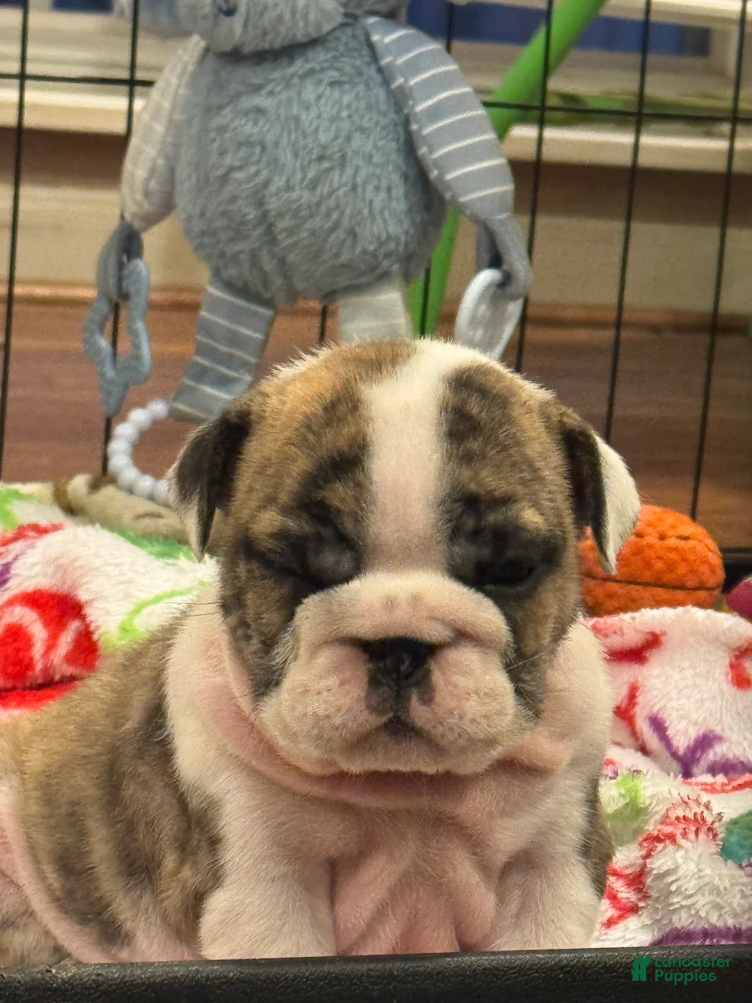 English Bulldog dogs for sale: English Bulldog 4 - Ad 1