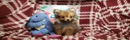 Pomeranian dogs for sale: Leo the Lion (Wolf Sable) - Ad 2