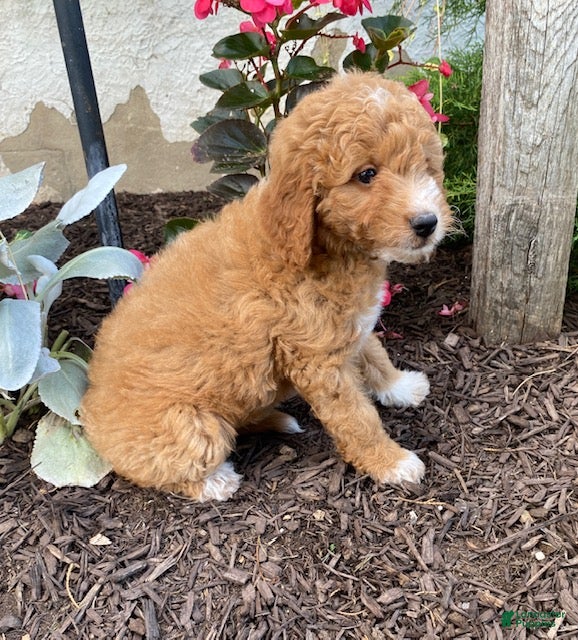 Mini Goldendoodle dogs Sugar - Ad 2