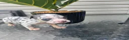 American Bully dogs for sale: American Bully 4 - Ad 2
