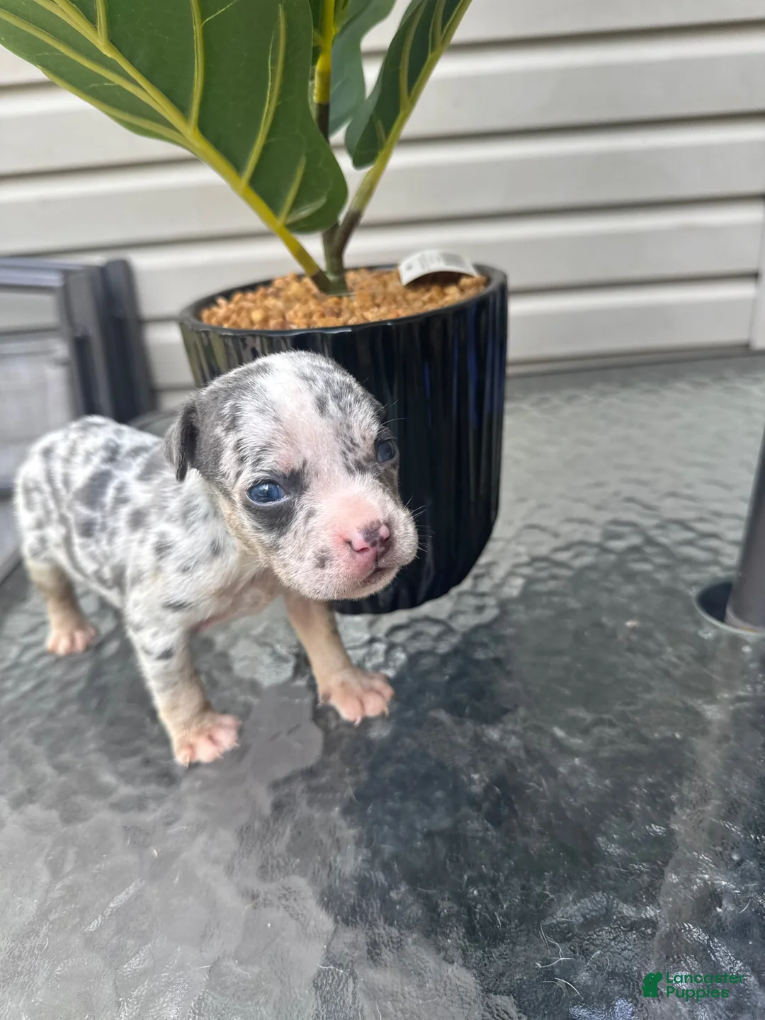 American Bully dogs for sale: American Bully 4 - Ad 2