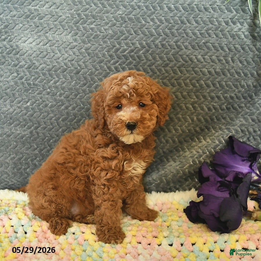 Mini Goldendoodle dogs for sale: Davon  - Ad 3