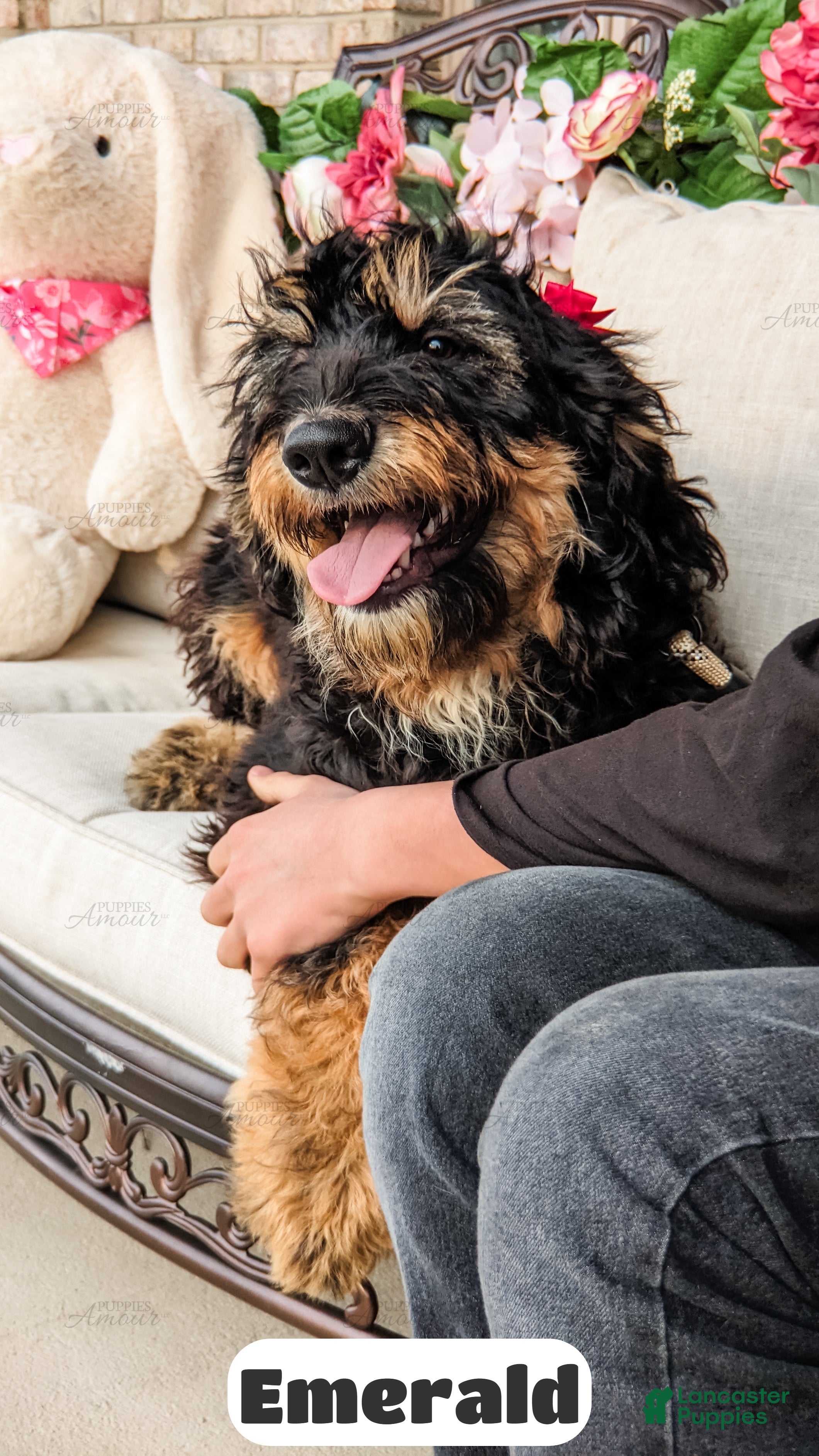 Bernedoodle dogs Emerald - Ad 2