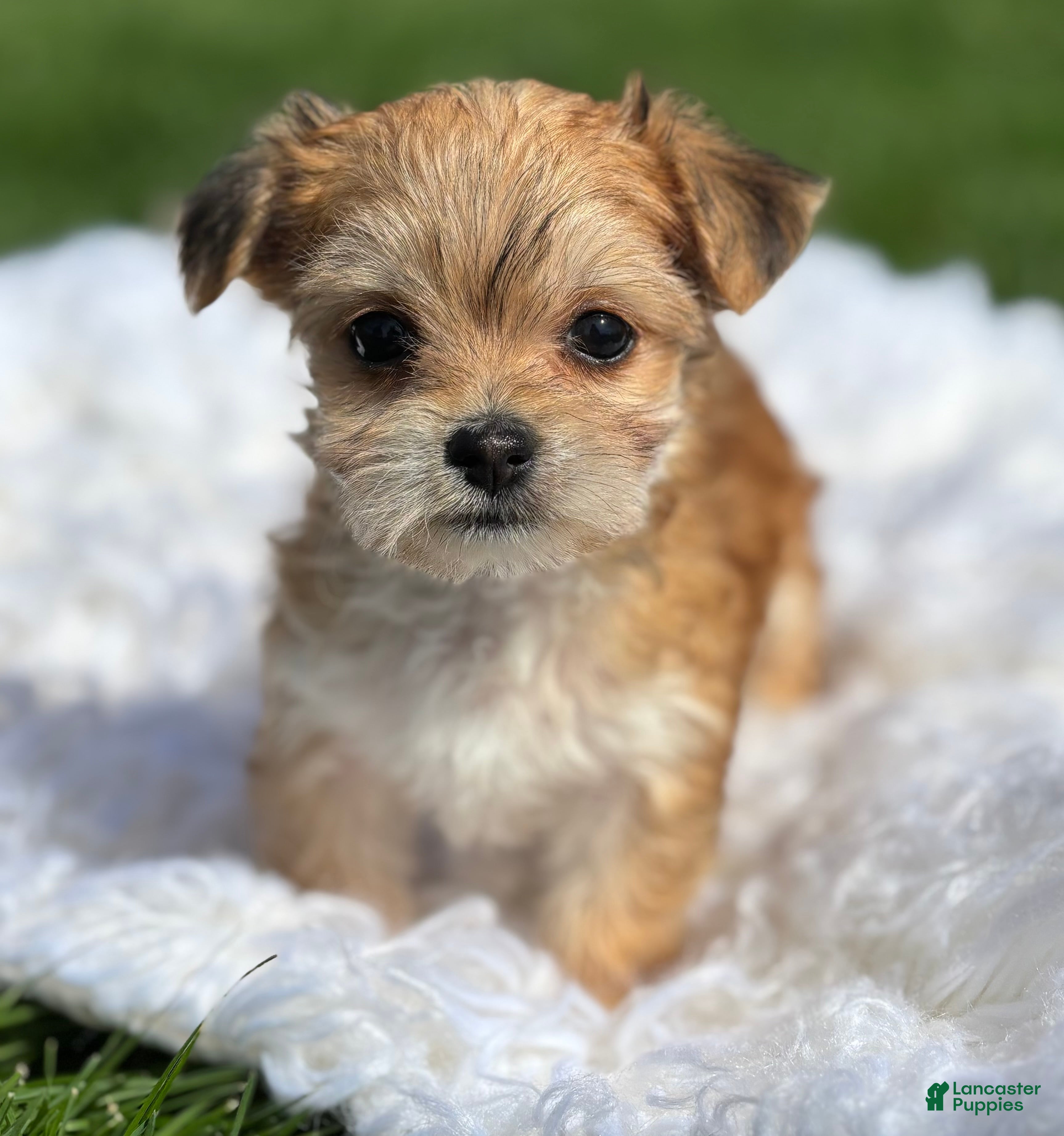 Morkie dogs Dolly - Ad 2