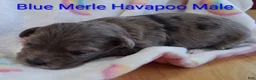 Havapoo dogs for sale: Blue Merle - Ad 3