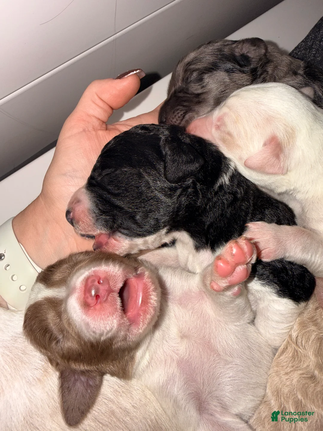 Double Doodle dogs for sale: Tootsie 🍫 - Ad 2