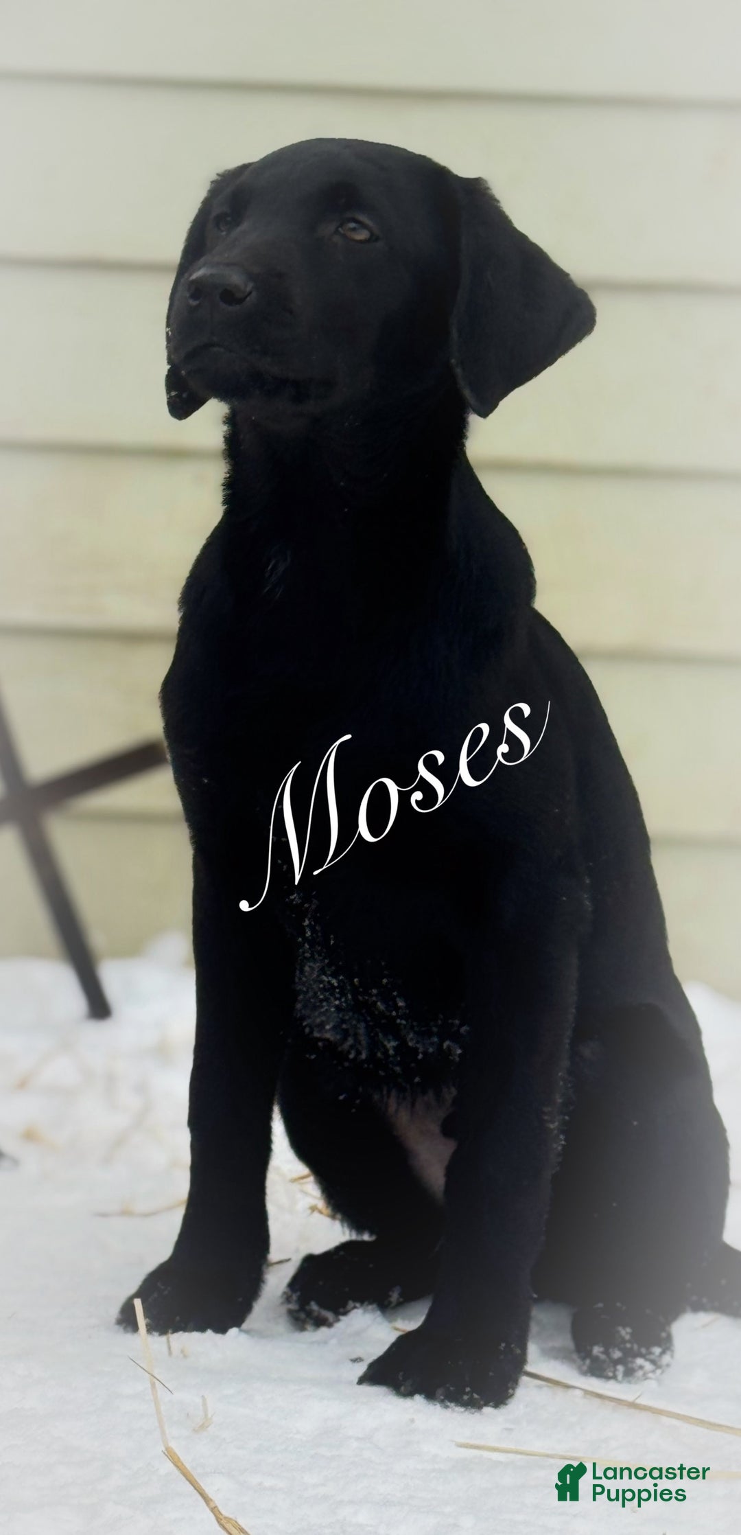 Labrador Retriever dogs for sale: Labrador Retriever Puppy 1 - Ad 3