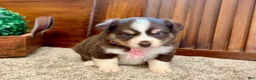 Miniature Australian Shepherd dogs for sale: Mylee - Ad 4