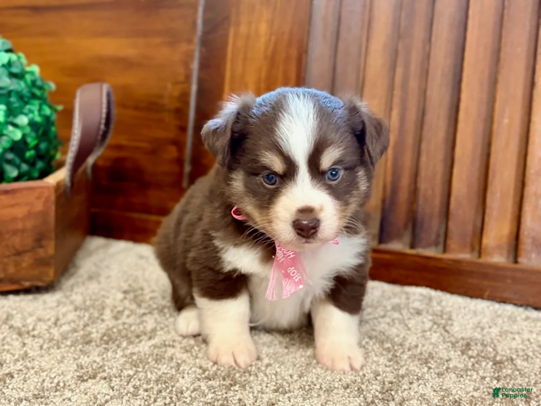 Miniature Australian Shepherd dogs for sale: Mylee - Ad 4