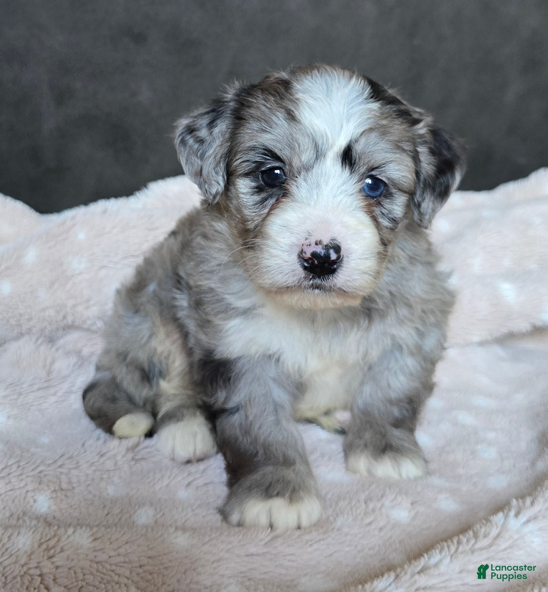 Mini Bernedoodle dogs Mini Wally - Ad 2