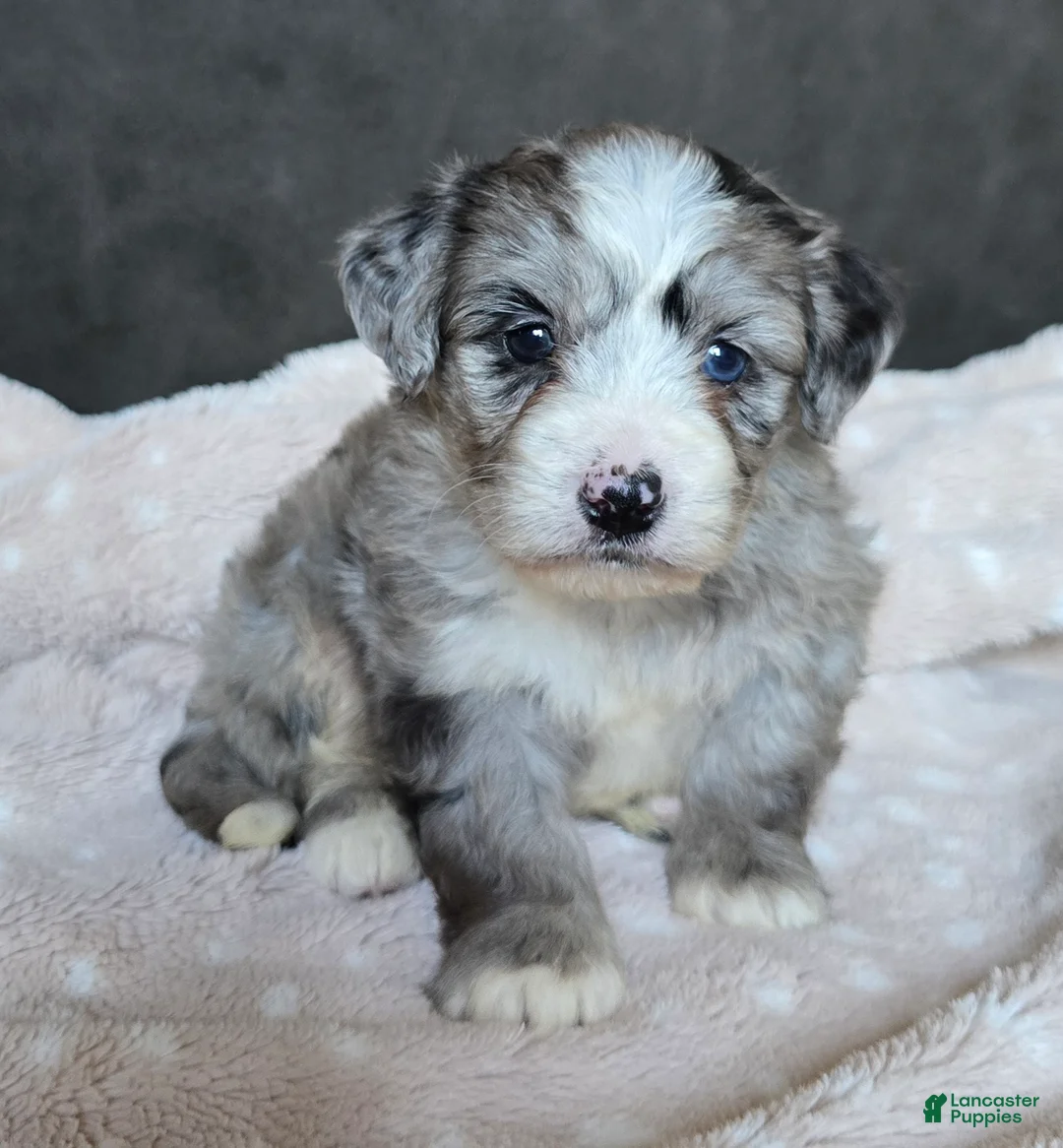 Mini Bernedoodle dogs for sale: Mini Wally - Ad 2