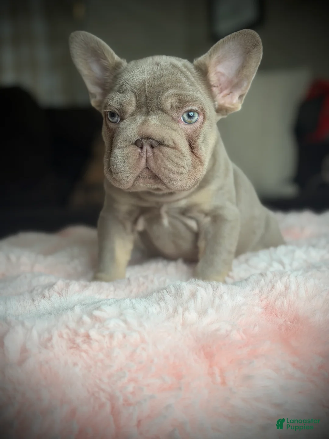 French Bulldog dogs for sale: French Bulldog Puppy 1 - Ad 2