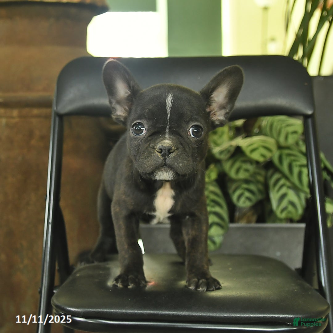 Frenchton dogs for sale: Carolina  - Ad 3