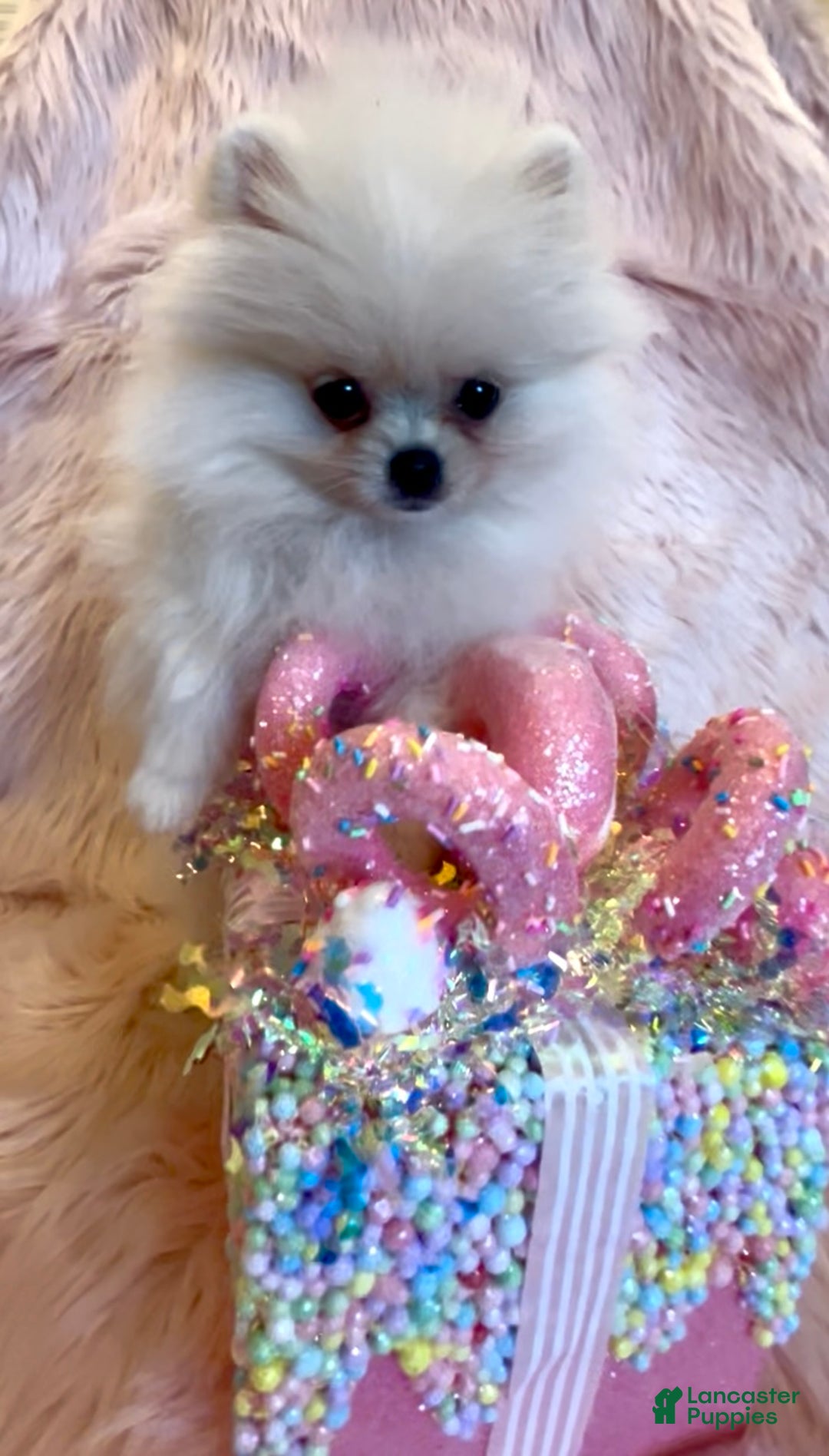 Pomeranian dogs for sale: Lynette AKC Registered full rights  - Ad 24