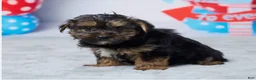 Yorkshire Terrier dogs for sale: Xena - Ad 3