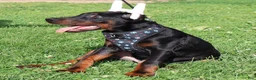 Doberman Pinscher dogs for sale: Doberman Pinscher 1 - Ad 9