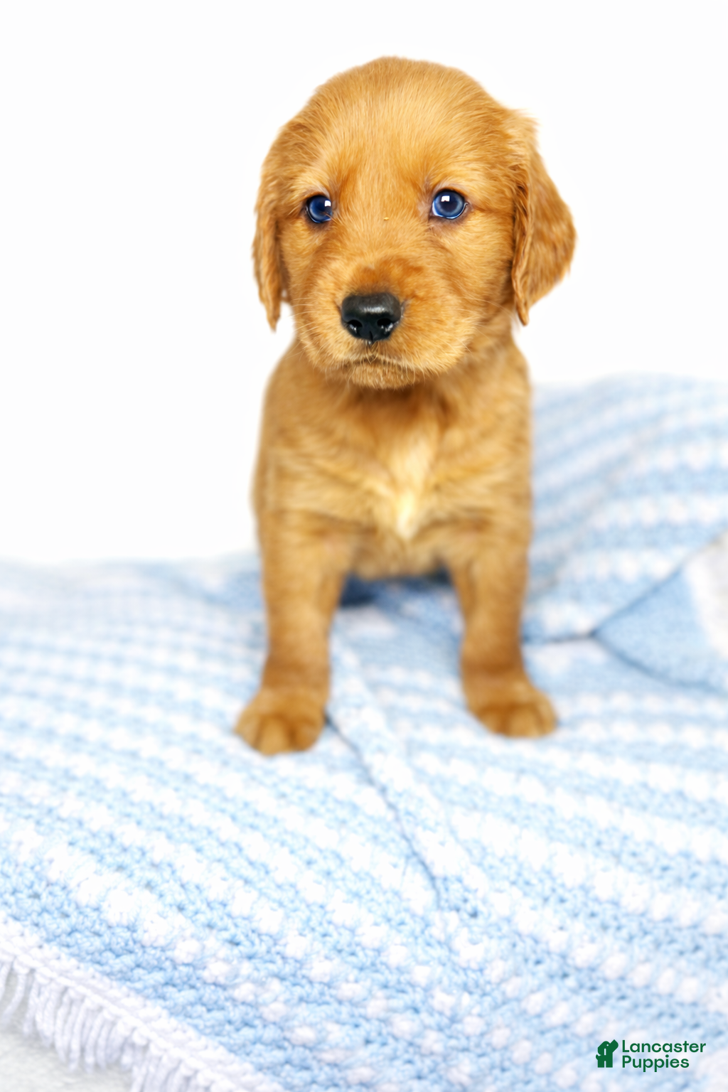 Golden Retriever dogs Golden Retriever Puppy 1 - Ad 42